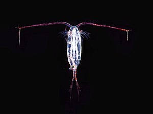 Over 10,000 marine species are copepods, small, often microscopic crustaceans