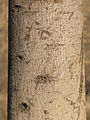 Bark detail on trunk.