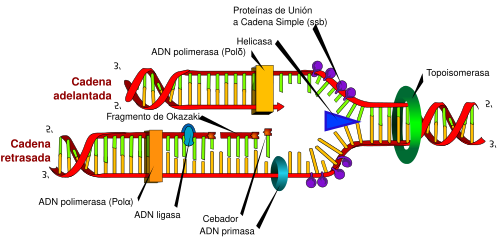 Esquema representativo de la replicación del ADN.