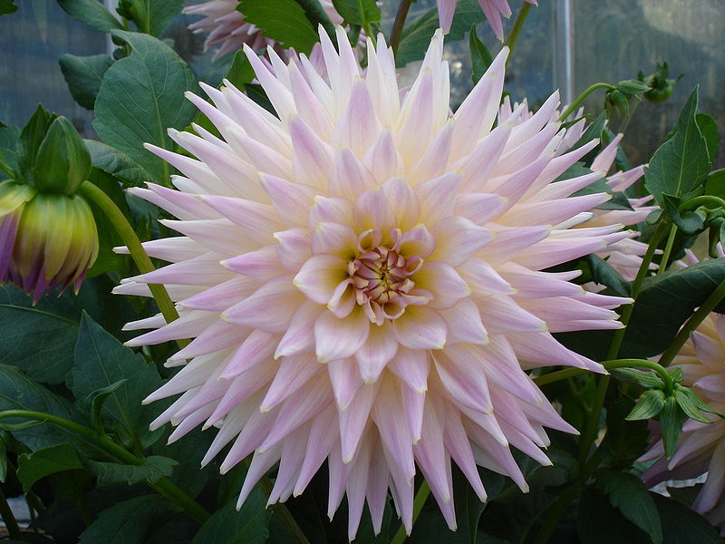 File:Dahlia Horst Athalie.jpg