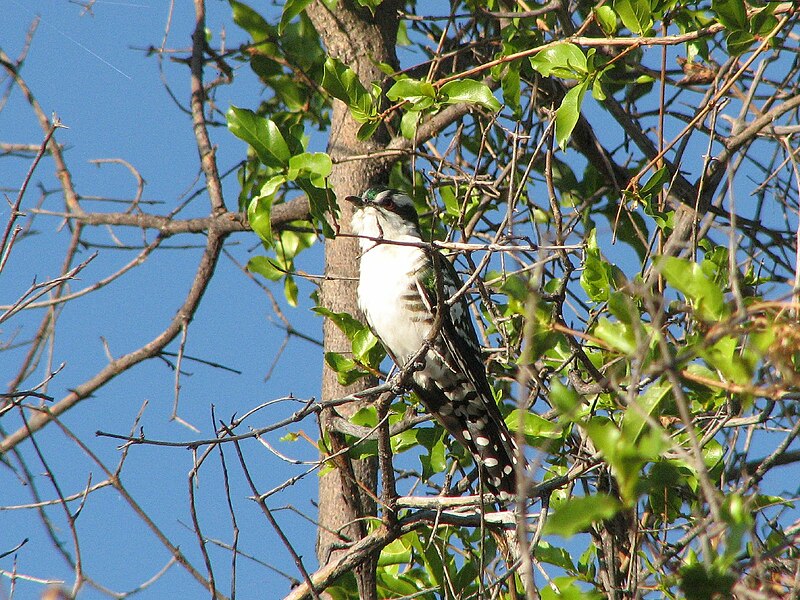 Файл:Dideric cuckoo.jpg