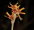 Chinese Witch Hazel, (Hamamelis mollis)