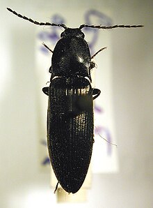 Liotrichus affinis.jpg