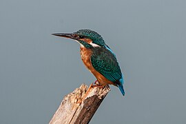 Common kingfisher, symbol of the Park. .