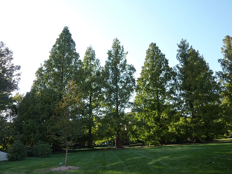 File:Metasequoia glyptostroboides (MBG, 2011).jpg