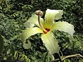 Flower of Palo Borracho, Cordoba, Argentina