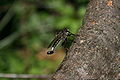 Robberfly, Efferia aestuans