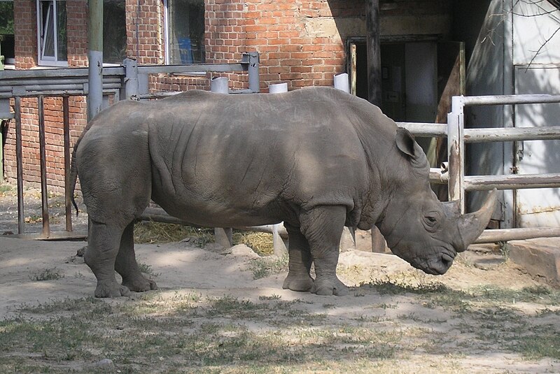 File:Rostov-on-Don-Zoo-Rhino.jpg