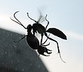 Spider wasp flying with its prey.