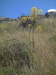 Thapsia villosa Puertollano.jpg