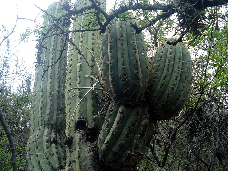 Archivo:Trichocereus terscheckii, aspecto general.jpg