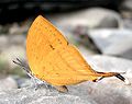 Yamfly (Loxura atymnus) Butterfly Under Side View Taken in Jairampur, Arunachal Pradesh, India