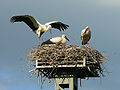 Two young storks a few days before leaving the nest for the very first time