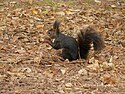 Ardilla en el Jardín El Capricho, Madrid