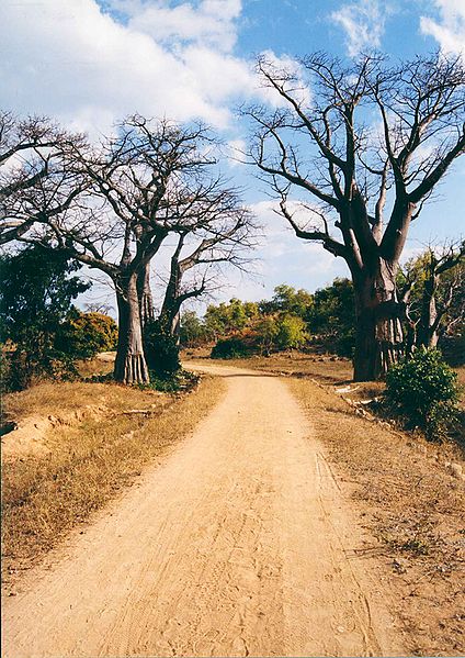 File:Baobab trees likoma island.jpg