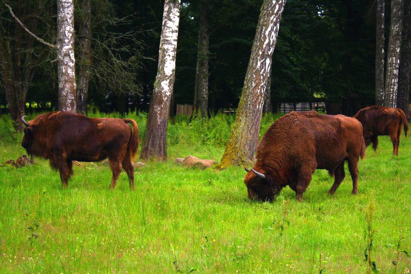 Archivo:Białowieski Park Narodowy03 23a.jpg