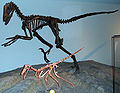 Skeletons of Buitreraptor and Deinonychus