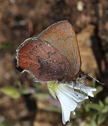 Callophrys augustinus 2.jpg