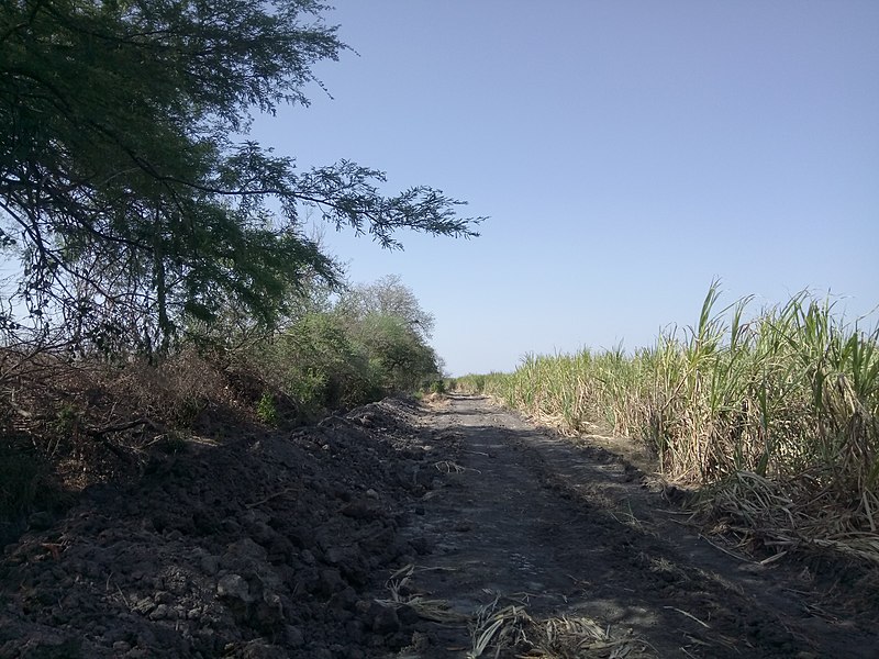 Archivo:Camino entre cañas.jpg