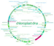 CtDNA.svg