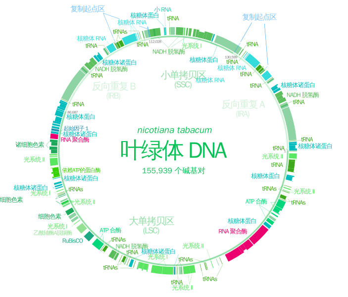 File:CtDNA.svg