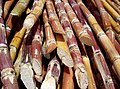 Sugarcane grows abundantly in Banate.