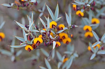 Daviesia nudiflora（英语：Daviesia nudiflora）