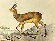 Drawing of brown bovid