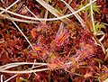 Growing in red sphagnum