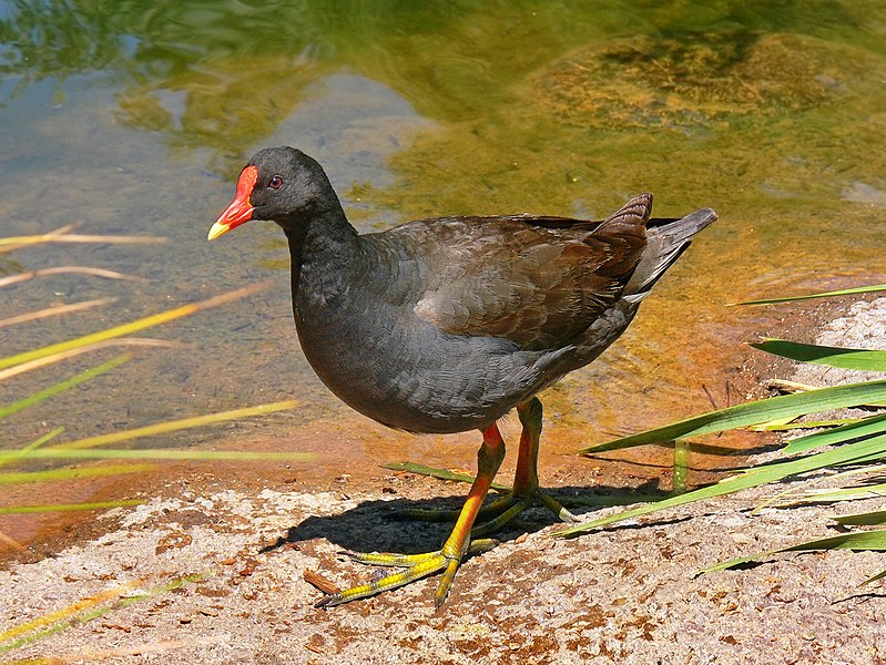 File:Dusky moorhen442.jpg