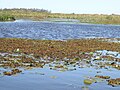 Esteros del Iberá Lagoon