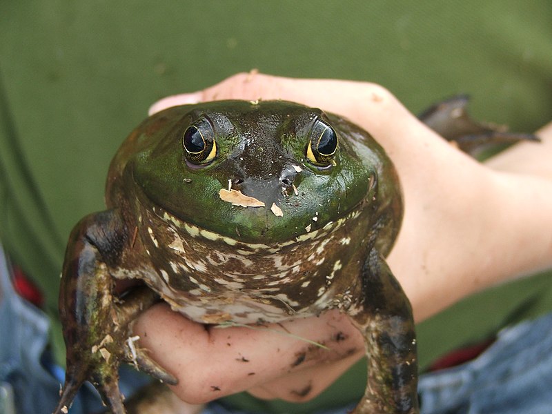 File:Fat bullfrog.JPG