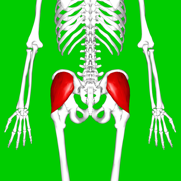 File:Gluteus medius muscle08.png