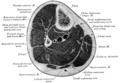 Cross-section through middle of leg.