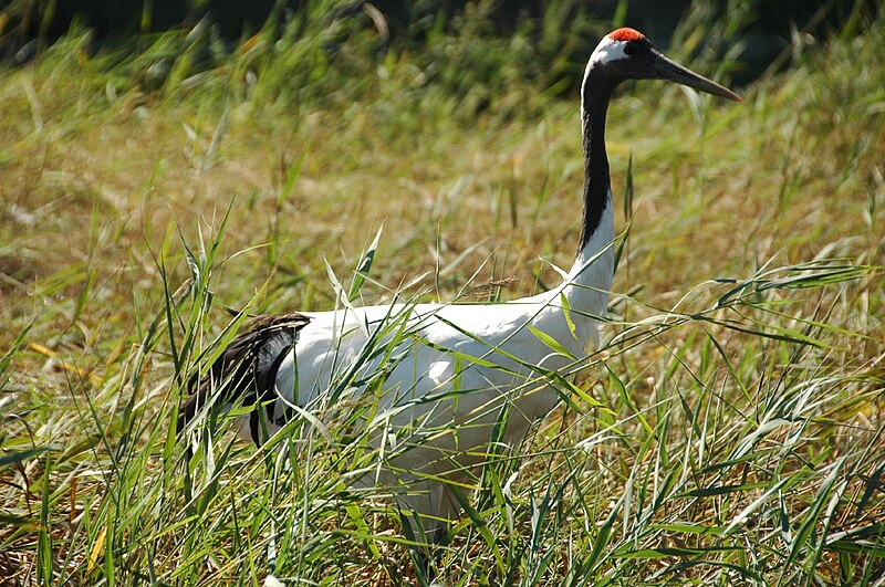 File:Grus japonensis Qiqihar.jpg