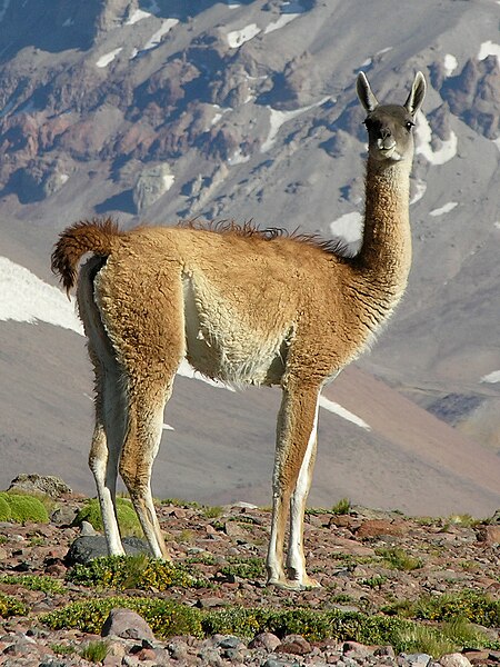 File:Guanaco de San Carlos.jpg