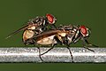 domestica mating