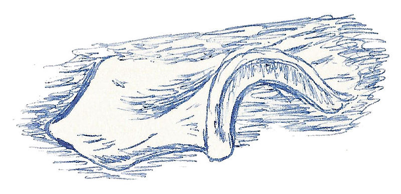 Файл:Iliosuchus incognitus from Huene.jpg