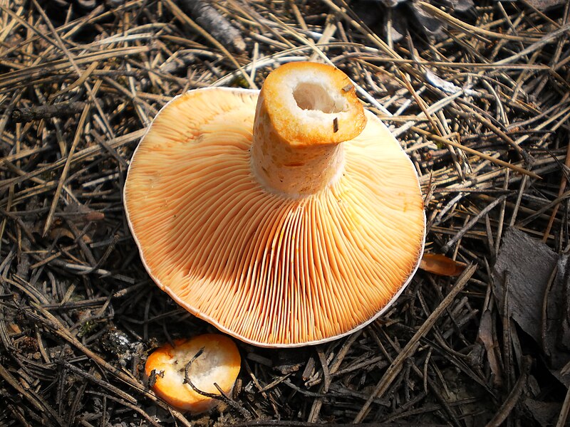 Файл:Lactarius Deliciosus.JPG