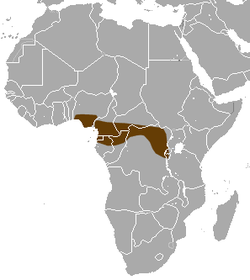 Distribución de C. dolichura (En marrón oscuro).