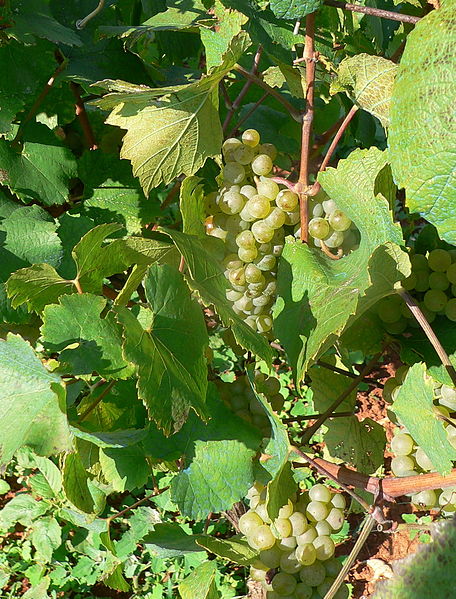 File:Malvasia grapes.JPG