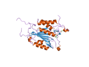 2j30: THE ROLE OF LOOP BUNDLE HYDROGEN BONDS IN THE MATURATION AND ACTIVITY OF (PRO)CASPASE-3