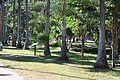 Botanic garden "Benjamín F. Johnston" of Parque Sinaloa