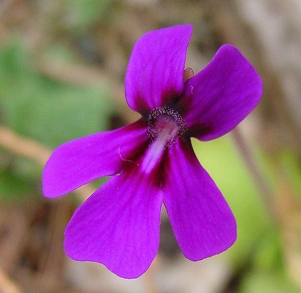 File:Pinguicula moranensis flower.jpg