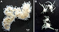 Polypodium hydriforme