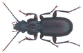 Pterostichus macer