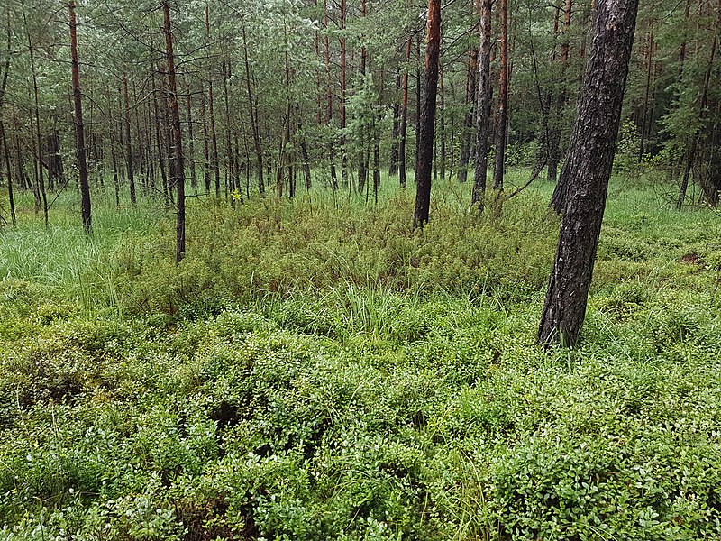 File:Rhododendron tomentosum sl14.jpg