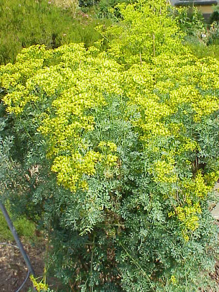 File:Ruta chalepensis11.jpg