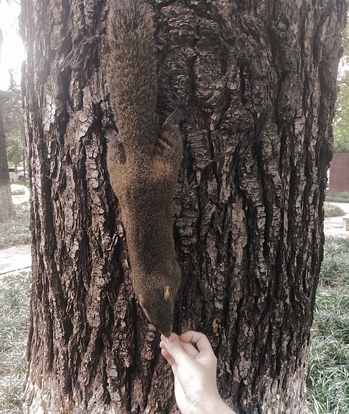 File:Squirrels kunming.jpg