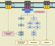 TNFR2 cell signaling.svg